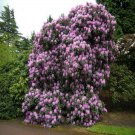 Rhododendron Fortunei Bush Seeds Rhododendron Fortunei 50 Seeds Fresh Seeds Fast Shipping
