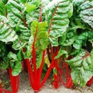 Rhubarb Swiss Chard Vegetable Fresh Seeds Fast Shipping