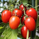 Rio Fuego Tomato High Yields Large Plants Great Flavor Fresh Seeds Fast Shipping