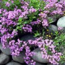 Rock Soapwort Rose-Pink Flower Seeds Saponaria Ocymoides 200 Seeds Fresh Seeds Fast Shipping