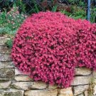 Rockcress Cascading Red Flower Seeds Aubrieta 50 Seeds Fresh Seeds Fast Shipping