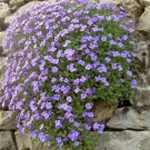Rockcress Pale Blue Flower Seeds Aubrieta Graeca 100 Seeds Fresh Seeds Fast Shipping