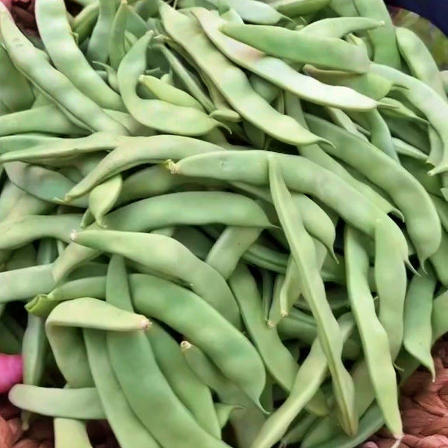 Roma Ii Bush Beans Vegetable Fresh Seeds Fast Shipping