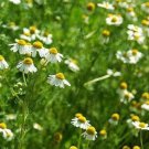 Roman Chamomile Edible Flowers Garden Fresh Seeds Fast Shipping