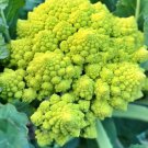 Romanesco Italian Broccoli Vegetable Garden Fresh Seeds Fast Shipping
