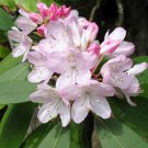 Rosebay Rhododendron Bush Seeds Rhododendron Maximum 30 Seeds Fresh Seeds Fast Shipping