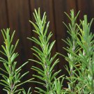Rosemary Herb Seeds Rosemarinus Officinalis 50 Seeds Fresh Seeds Fast Shipping