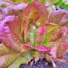 Rouge Dhiver Romaine Lettuce Window Box Vegetable Seeds Lactuca Sativa Fresh Seeds Fast Shipping