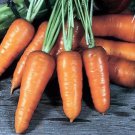 Royal Chantenay Carrot Vegetable Seeds Fresh Seeds Fast Shipping