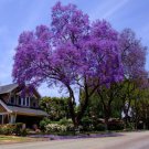 Royal Empress Tree Seeds Paulownia Tomentosa 50 Seeds Fresh Seeds Fast Shipping