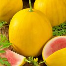 Royal Golden Watermelon Very Rare Garden Fresh Seeds Fast Shipping