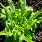 Royal Oakleaf Lettuce Gourmet Fresh Seeds Fast Shipping