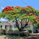 Royal Poinciana Tree Seeds Delonix Regia 5 Seeds Fresh Seeds Fast Shipping