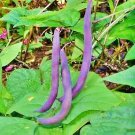 Royalty Purple Pod Bush Bean Fresh Seeds Fast Shipping