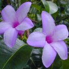 Rubber Vine Seeds Cryptostegia Grandiflora 25 Seeds Fresh Seeds Fast Shipping