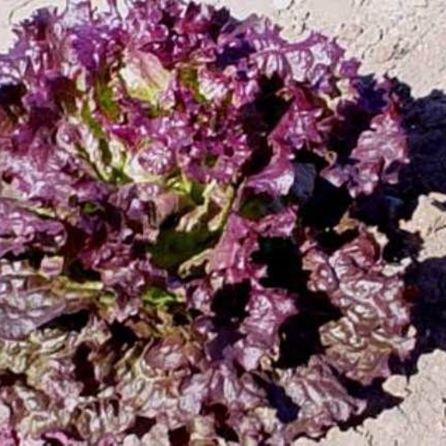 Ruby Red Lettuce Vegetable Fresh Seeds Fast Shipping