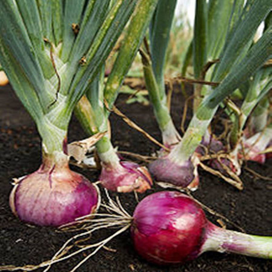 Ruby Red Onion Vegetable Seeds Fresh Seeds Fast Shipping
