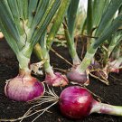 Ruby Red Onion Vegetable Seeds Fresh Seeds Fast Shipping