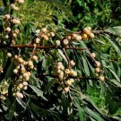 Russian Olive Tree Seeds Elaeagnus Angustifolia 5 Seeds Fresh Seeds Fast Shipping