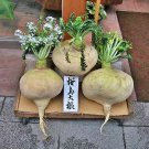Sakurajima Giant Radish Fresh Seeds Fast Shipping