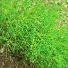 Saltwort S Herbal Tea Fresh Seeds Fast Shipping