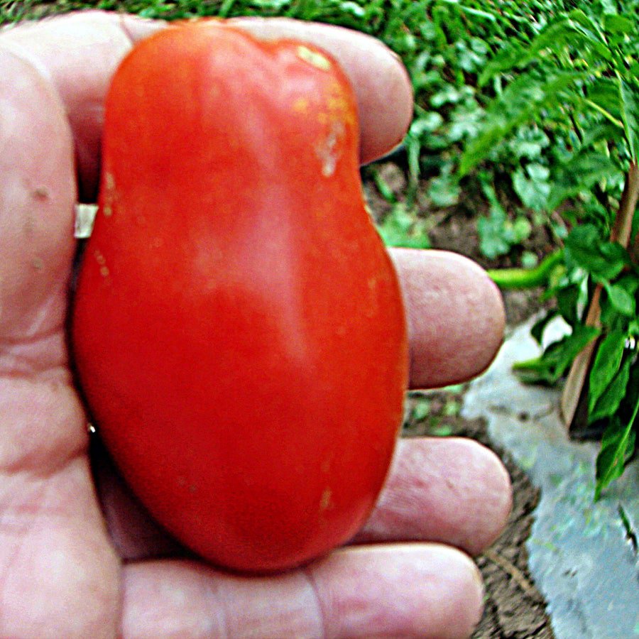 San Marzano Paste Tomato Determinate Grown To Organic Standards Fresh Seeds Fast Shipping
