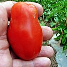 San Marzano Paste Tomato Determinate Grown To Organic Standards Fresh Seeds Fast Shipping
