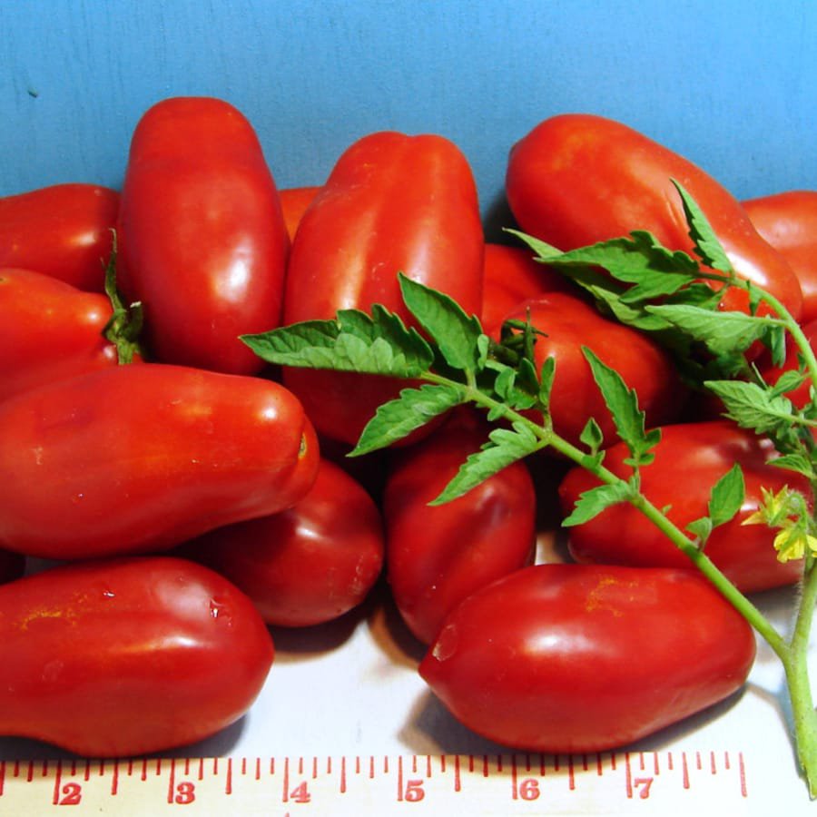 San Marzano Paste Tomato Indeterminate Fresh Seeds Fast Shipping