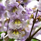 Sapphire Dragon Tree Seeds Paulownia Kawakamii 50 Seeds Fresh Seeds Fast Shipping