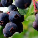 Saskatoon Serviceberry Bush Seeds Amelanchier Alnifolia Smokey 40 Seeds Fresh Seeds Fast Shipping