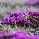 Saxifraga Purple Robe Flower Seeds Saxifraga Arendsii 100 Seeds Fresh Seeds Fast Shipping