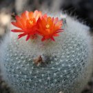 Scarlet Ball Cactus Seeds Brasilicactus Haselbergii 20 Seeds Fresh Seeds Fast Shipping