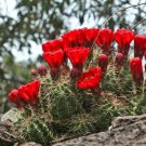 Scarlet Hedgehog Cactus Seeds Echinocereus Coccineus 25 Seeds Fresh Seeds Fast Shipping