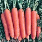 Scarlet Nantes Carrot Fresh Seeds Fast Shipping