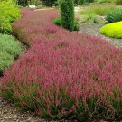 Scotch Heather Groundcover Seeds Calluna Vulgaris 50 Seeds Fresh Seeds Fast Shipping