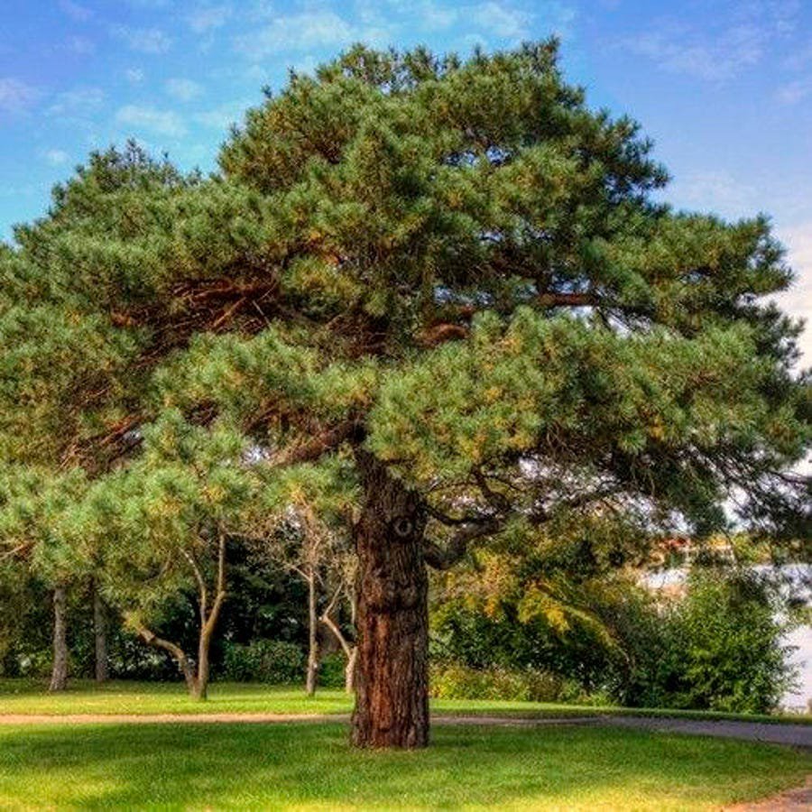 Scotch Pine Tree Seeds Pinus Sylvestris 40 Seeds Fresh Seeds Fast Shipping