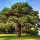 Scotch Pine Tree Seeds Pinus Sylvestris 40 Seeds Fresh Seeds Fast Shipping