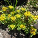 Sedum Aizoon Succulent Seeds Sedum Aizoon 50 Seeds Fresh Seeds Fast Shipping