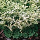 Sedum Cliff Stonecrop Succulent Seeds Sedum Glaucophyllum 50 Seeds Fresh Seeds Fast Shipping