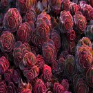 Sedum Dragons Blood Succulent Seeds Spurium Coccineum 100 Seeds Fresh Seeds Fast Shipping