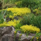 Sedum Golden Carpet Succulent Seeds Sedum Acre 100 Seeds Fresh Seeds Fast Shipping