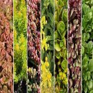 Sedum Mix Succulent Seeds Roof Garden Mix 100 Seeds Fresh Seeds Fast Shipping