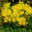 Sedum Oregon Stonecrop Succulent Seeds Sedum Oreganum 50 Seeds Fresh Seeds Fast Shipping