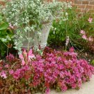 Sedum Purple Carpet Succulent Seeds Spurium Coccineum 100 Seeds Fresh Seeds Fast Shipping