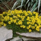Sedum Russian Stonecrop Succulent Seeds Sedum Kamtschaticum 50 Seeds Fresh Seeds Fast Shipping