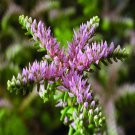 Sedum Seastar Succulent Seeds Sedum Pulchellum 50 Seeds Fresh Seeds Fast Shipping