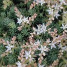 Sedum Spanish Stonecrop Succulent Seeds Sedum Hispanicum 50 Seeds Fresh Seeds Fast Shipping