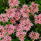 Sedum Stolon Stonecrop Succulent Seeds Sedum Stoloniferum 50 Seeds Fresh Seeds Fast Shipping