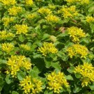 Sedum Yellow Stonecrop Succulent Seeds Sedum Ellacombianum 50 Seeds Fresh Seeds Fast Shipping