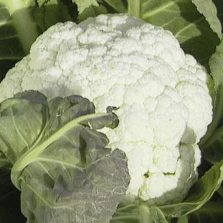 Self Blanche Cauliflower Vegetable Seeds Fresh Seeds Fast Shipping